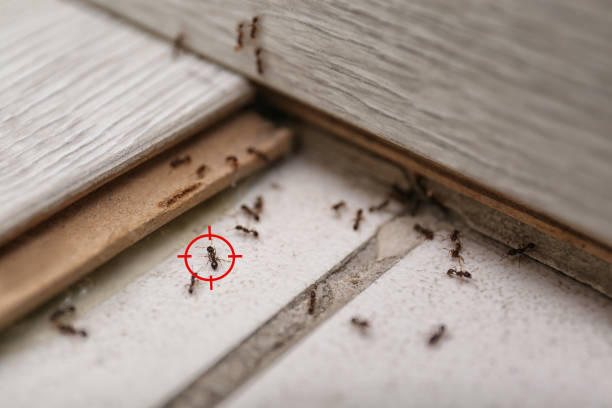 Best Wildlife Control Services  in Scenic, AZ