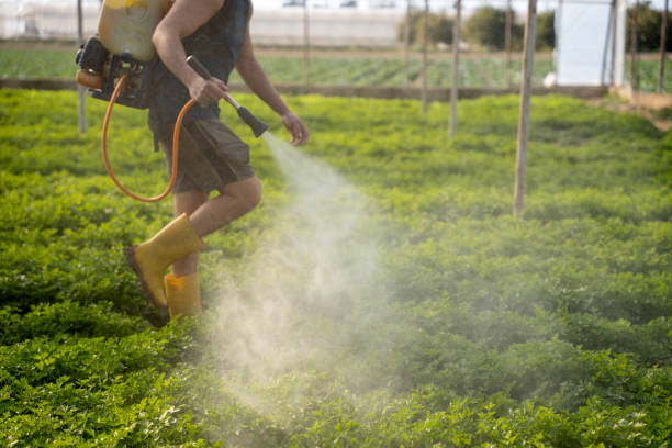 Best Ant Control Services  in Scenic, AZ