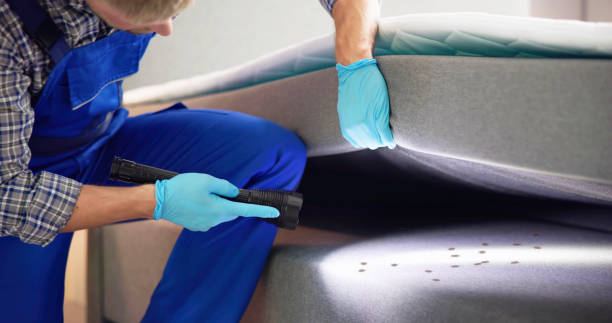 Best Ant Control Services  in Scenic, AZ