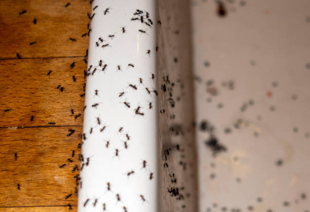 Best Exterminator Services  in Scenic, AZ