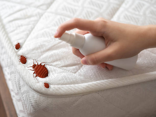 Best Local Pest Control Services  in Scenic, AZ