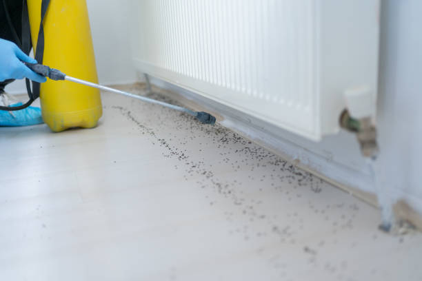 Best Termite Control Services  in Scenic, AZ
